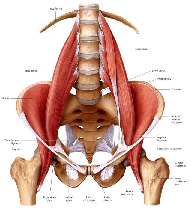 The hip flexors…